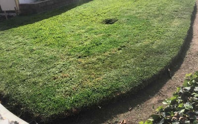 Photo of Ann R.'s yard after getting lawn care in South El Monte, CA