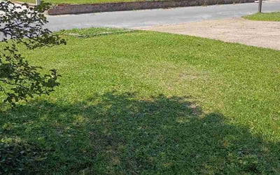 Photo of Denia L.'s yard after getting lawn care in Mount Holly, NC