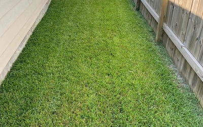 Photo of Amber J.'s yard after getting lawn care in Willis, TX