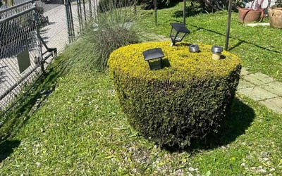 Photo of Mary D.'s yard after getting lawn care in San Pedro, CA