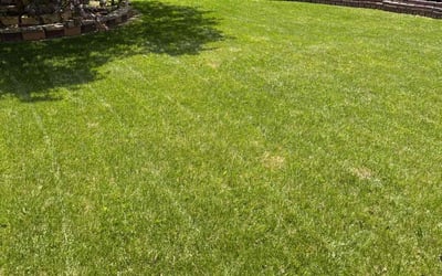 Photo of Nancy F.'s yard after getting lawn care in Victor, NY