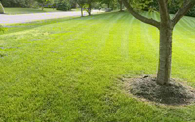 Photo of Linda C.'s yard after getting lawn care in Stafford, VA