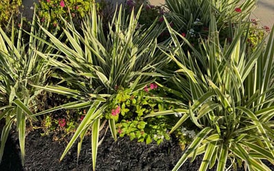 Photo of Jade B.'s yard after getting lawn care in Washougal, WA