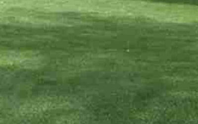 Photo of Michael C.'s yard after getting lawn care in Ozark, MO
