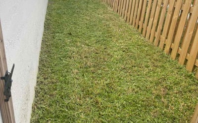 Photo of Jim A.'s yard after getting lawn care in Canoga Park, CA