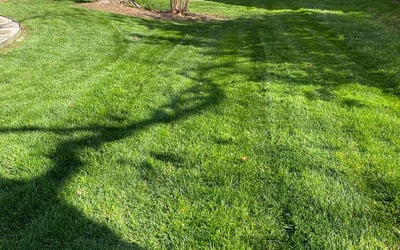 Photo of Connie P.'s yard after getting lawn care in Clyde, NC
