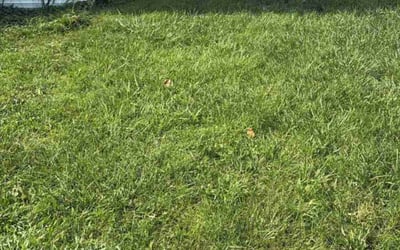 Photo of Brad M.'s yard after getting lawn care in Ponchatoula, LA