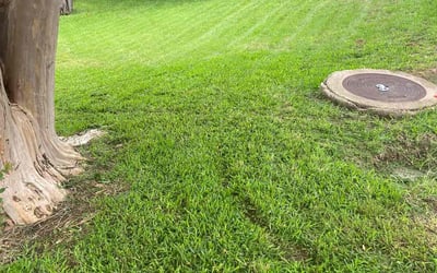 Photo of Shaheed C.'s yard after getting lawn care in Elgin, TX