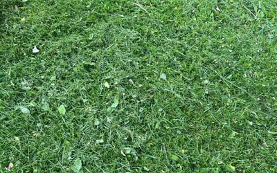 Photo of Tej R.'s yard after getting lawn care in Kingston, NY
