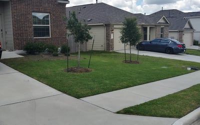 Photo of Linda J.'s yard after getting lawn care in North Hollywood, CA