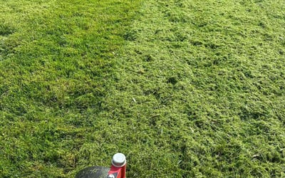 Photo of Ron R.'s yard after getting lawn care in Waterloo, IL