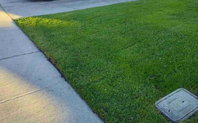 Photo of Nick L.'s yard after getting lawn care in Rancho Cordova, CA
