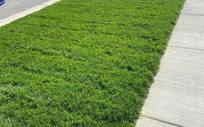 Photo of Clay F.'s yard after getting lawn care in Algonac, MI