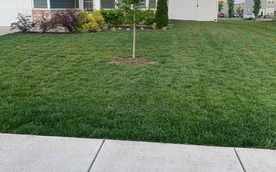 Photo of Donnaline N.'s yard after getting lawn care in Greenwich, CT