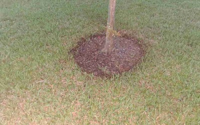 Photo of Bonni O.'s yard after getting lawn care in Janesville, WI