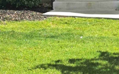 Photo of Dorothy E.'s yard after getting lawn care in Mc Kees Rocks, PA