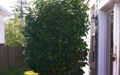 Photo of Pat G.'s yard after getting tree care in Conway, AR