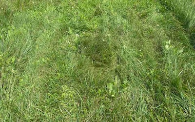 Photo of Lawerence B.'s yard after getting lawn care in Normal, IL