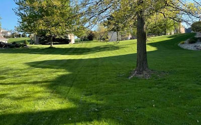 Photo of Claire W.'s yard after getting lawn care in Chicago, IL