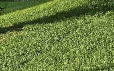 Photo of Keri M.'s yard after getting lawn care in Saraland, AL