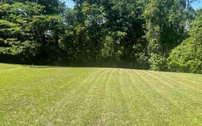 Photo of Tracy V.'s yard after getting lawn care in Tallahassee, FL