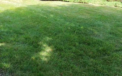Photo of JS L.'s yard after getting lawn care in Woodbridge, VA