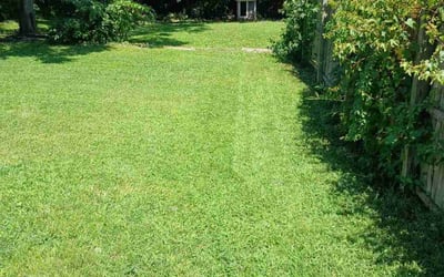 Photo of Daveina G.'s yard after getting lawn care in Stratford, CT