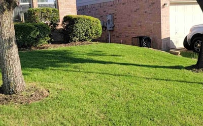 Photo of Lance M.'s yard after getting lawn care in Shafter, CA