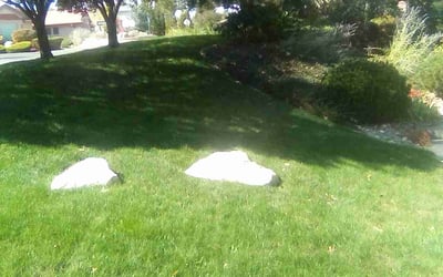 Photo of Trina A.'s yard after getting lawn care in Reno, NV