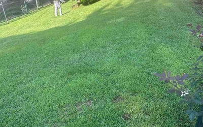Photo of Maureen N.'s yard after getting lawn care in Austin, TX