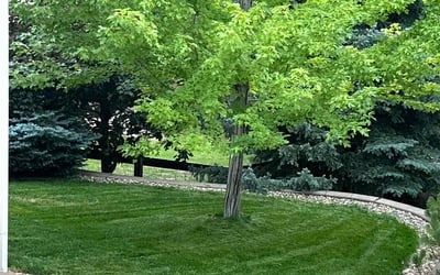 Photo of Aaron C.'s yard after getting lawn care in Castle Pines, CO