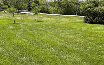 Photo of Harlan C.'s yard after getting lawn care in Royse City, TX
