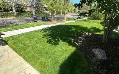 Photo of Dany W.'s yard after getting lawn care in Hiram, GA