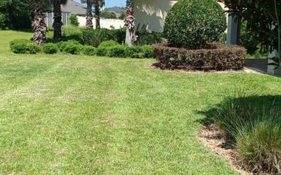 Photo of Carrie L.'s yard after getting lawn care in Albany, GA