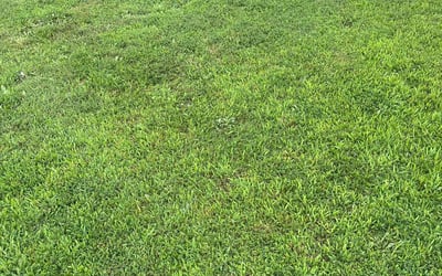 Photo of Barbara M.'s yard after getting lawn care in Greenville, SC