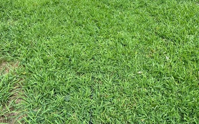 Photo of Victoria W.'s yard after getting lawn care in Norwood, MA