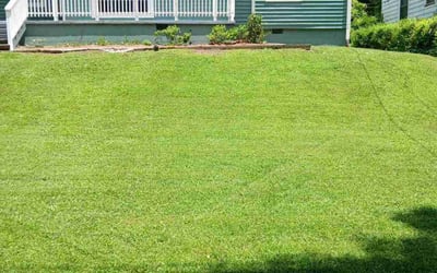 Photo of Tom P.'s yard after getting lawn care in Cape Coral, FL