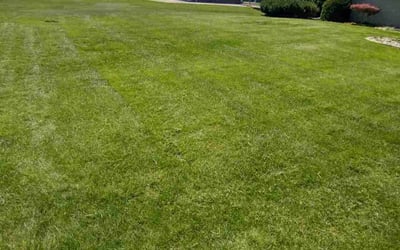 Photo of Adrianna G.'s yard after getting lawn care in Lapeer, MI