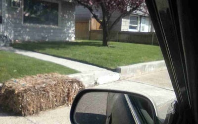 Photo of John R.'s yard after getting lawn care in Pasco, WA