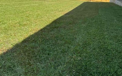 Photo of Sandra W.'s yard after getting lawn care in Bellview, FL