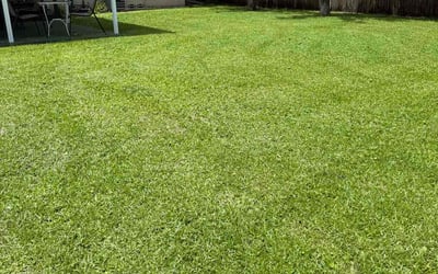 Photo of Amelita F.'s yard after getting lawn care in Howard Beach, NY