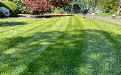 Photo of Kew V.'s yard after getting tree care in Bethesda, MD