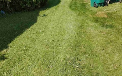 Photo of Casey D.'s yard after getting lawn care in Mckeesport, PA