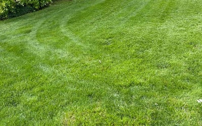 Photo of Deb T.'s yard after getting lawn care in Spanish Fork, UT