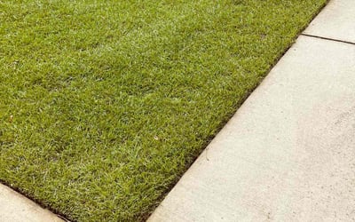 Photo of Ryan G.'s yard after getting lawn care in Columbia, SC