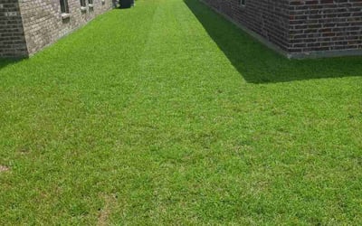 Photo of CHARLOTTE D.'s yard after getting lawn care in Kaplan, LA