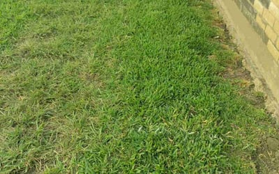 Photo of Harvey H.'s yard after getting lawn care in Redwood City, CA