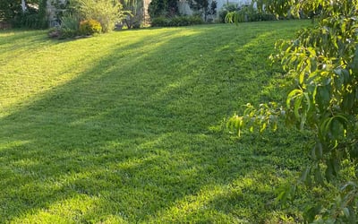 Photo of John S.'s yard after getting lawn care in Pompano Beach, FL