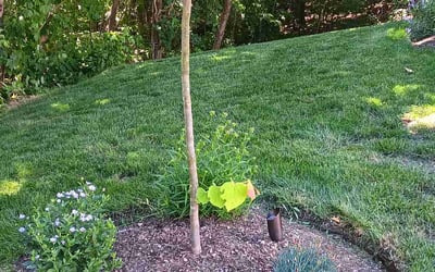 Photo of Ray G.'s yard after getting lawn care in Franklin, MA