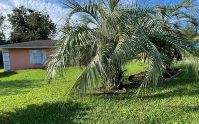 Photo of Jefferson L.'s yard after getting lawn care in Ocala, FL